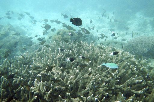 Fish swim near some bleached coral at Kisite Mpunguti Marine park, Kenya, Saturday, June 11, 2022. Coral bleaching occurs when extreme temperatures and sun glare simultaneously trigger corals to flush out algae, causing them to turn white.