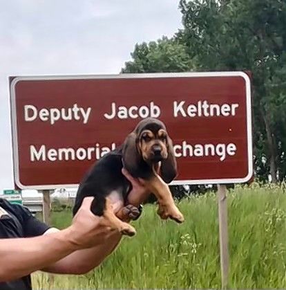 The DuPage County sheriff's office's newest bloodhound, 9-week-old Jake, is named after late McHenry County sheriff's Deputy Jacob Keltner. Keltner, who worked briefly in DuPage before moving to McHenry County, was fatally shot in the line of duty in 2019. An interchange on I-90 near Marengo also is named in his memory.