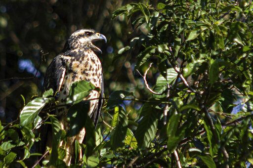 In this July 22, 2019 photo provided by Rodrigo Vargas, a black hawk sits on a tree in Cristalino II State Park in the state of Mato Grosso, in Brazil. In a move that shocked environmentalists, the government of Brazil's third-largest state gave up on a legal battle to protect the state park located in one of the Amazon's most biodiverse areas. Now the park will be officially dissolved, its press office confirmed to The Associated Press. (Rodrigo Vargas via AP)