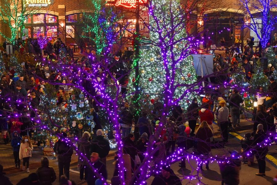 Decorated trees surround the Des Plaines holiday tree during last year's tree lighting. This year's tree lighting happens at 6:30 p.m. Friday, Dec. 2.